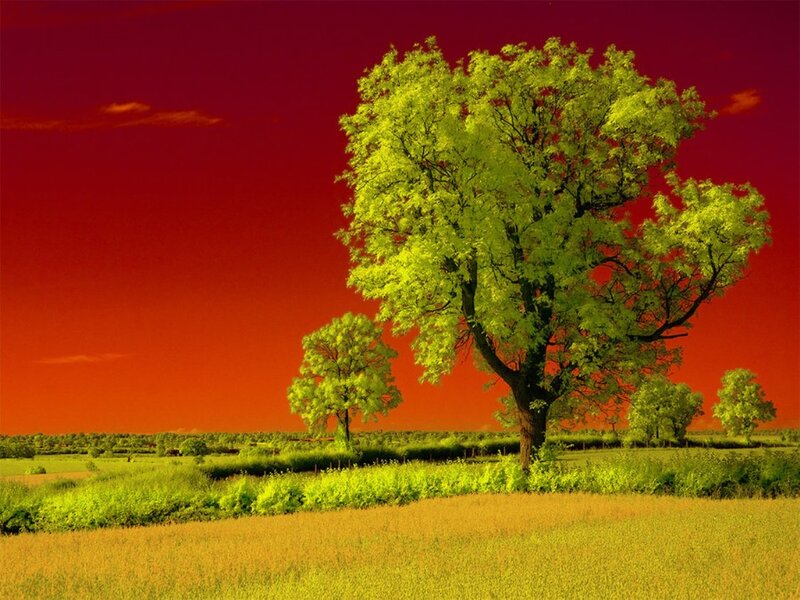 Solitary Tree in Field — Red, Dramatic, Sunset, Photograph, Trees