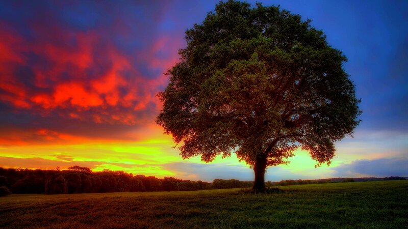 Solitary Tree in Field — Red, Dramatic