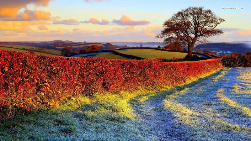 Solitary Tree in Field — Red, Serene, Autumn, Photograph, Hedge