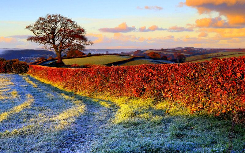 Solitary Tree in Field — Red, Serene, Autumn