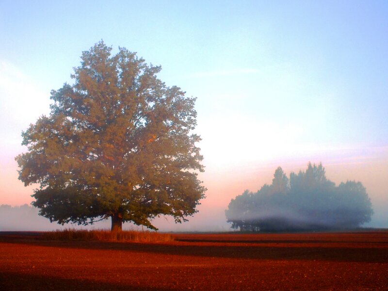 Solitary Tree in Field — Red, Serene, Morning