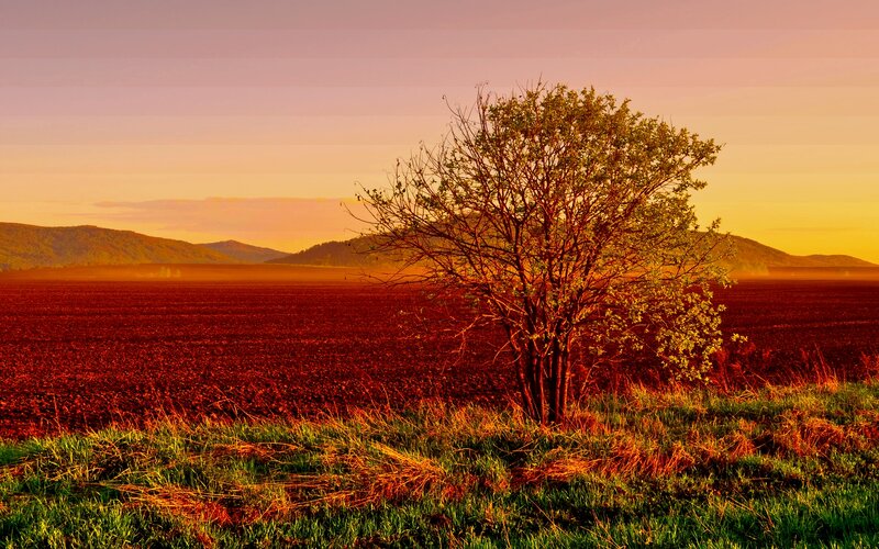 Solitary Tree in Field — Red, Serene, Sunset