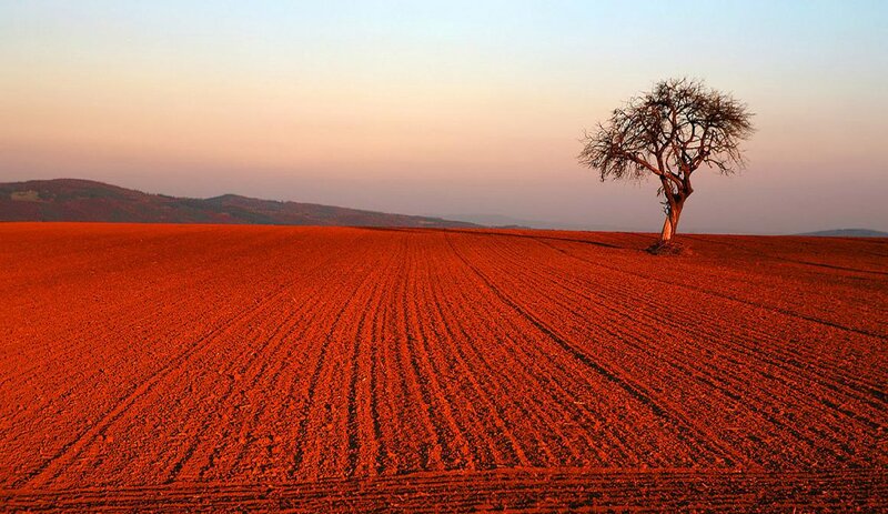 Solitary Tree in Field — Red, Serene