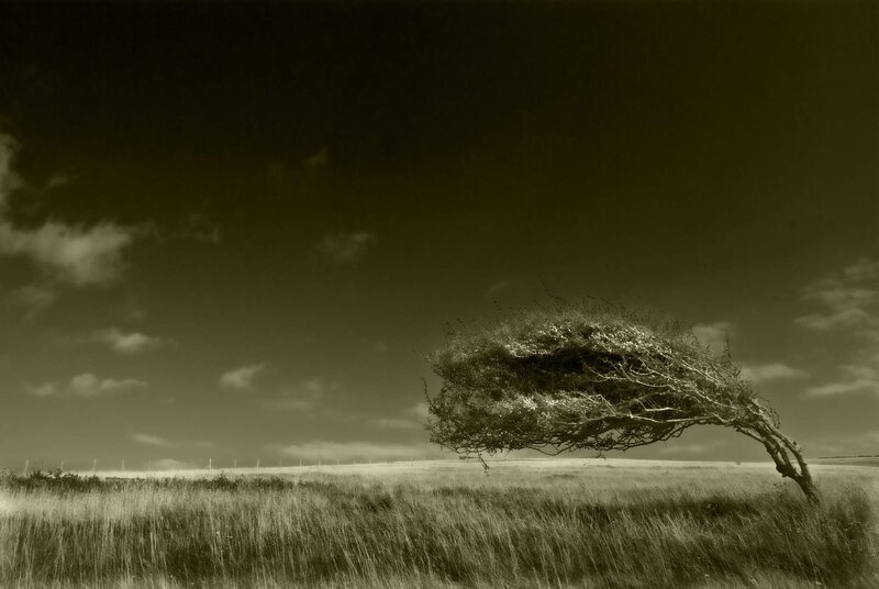 Solitary Tree in Field — Sepia, Dramatic