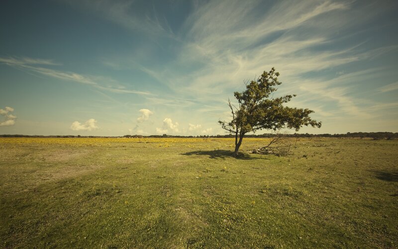 Solitary Tree in Field — Sky, Yellow
