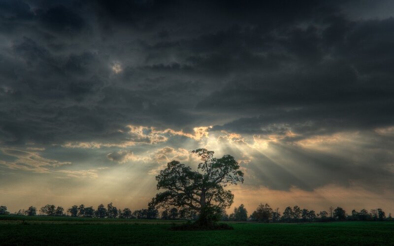 Solitary Tree in Field — Sunset, Clouds