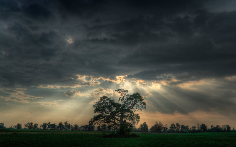 Solitary Tree in Field — Sunset, Photograph