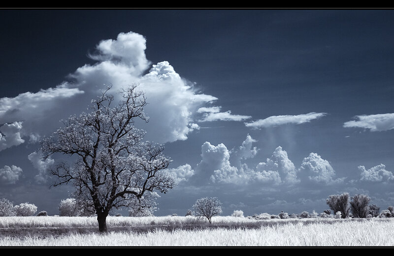 Solitary Tree in Field — White, Dramatic, Photograph
