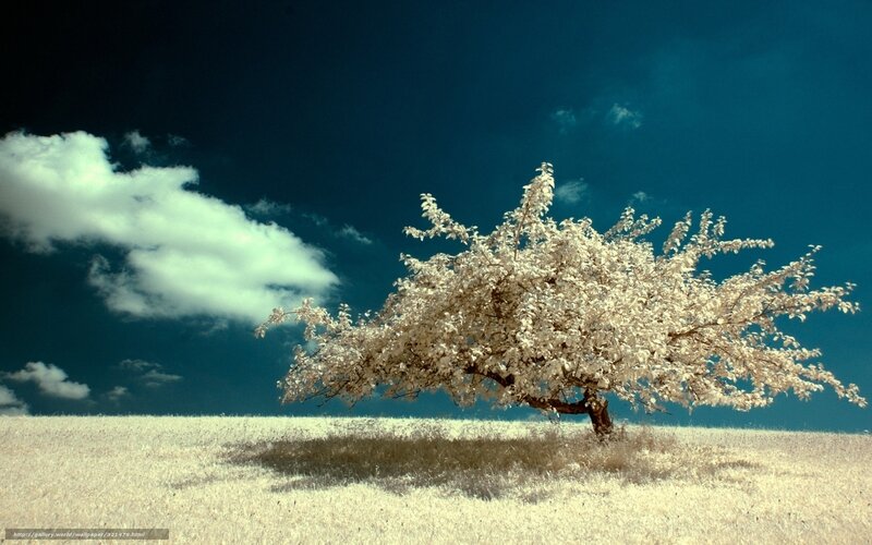 Solitary Tree in Field — White, Dramatic