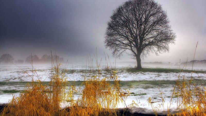 Solitary Tree in Field — White, Dreary, Winter