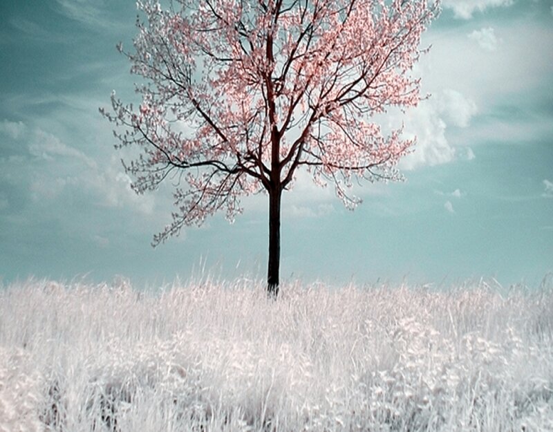 Solitary Tree in Field — White, Serene