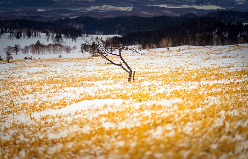 Solitary Tree in Field — White, Serene, Winter
