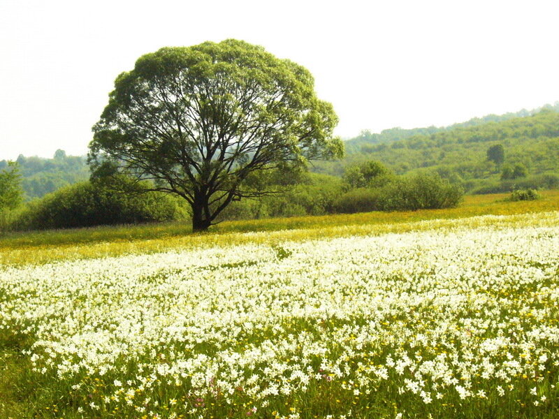 Solitary Tree in Field — White