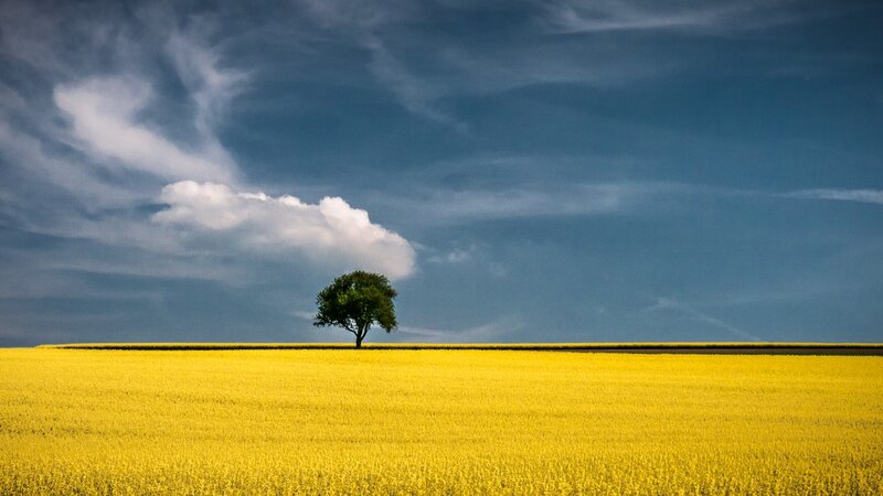Solitary Tree in Field — Yellow, Dramatic, Afternoon, Photograph, Clouds