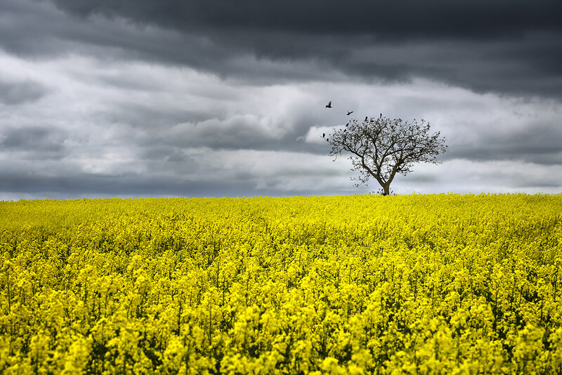 Solitary Tree in Field — Yellow, Dramatic, Afternoon, Photograph