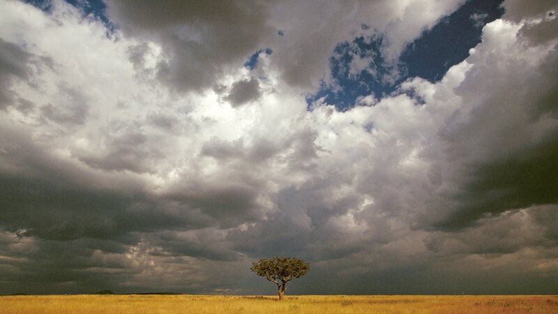 Solitary Tree in Field — Yellow, Dramatic, Afternoon