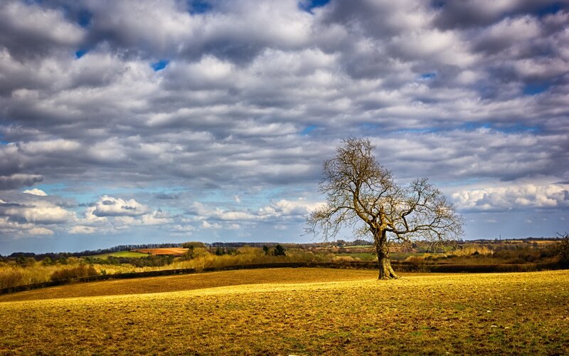 Solitary Tree in Field — Yellow, Dramatic, Autumn