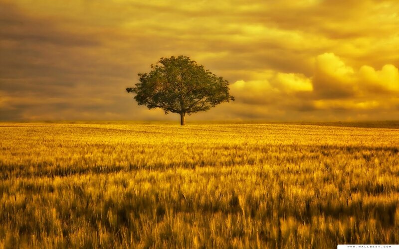 Solitary Tree in Field — Yellow, Dramatic, Sunset, Photograph, Clouds