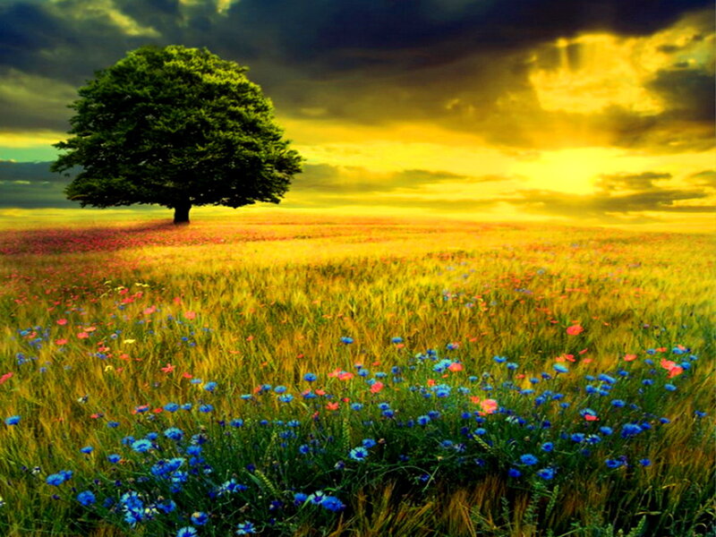 Solitary Tree in Field — Yellow, Dramatic, Sunset, Photograph, Flowers
