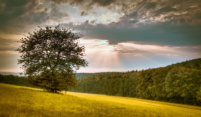 Solitary Tree in Field — Yellow, Dramatic, Sunset, Photograph, Forest