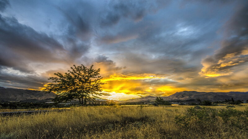 Solitary Tree in Field — Yellow, Dramatic, Sunset, Photograph, Mountains