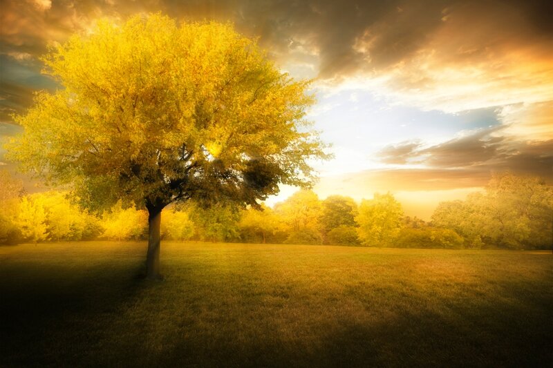 Solitary Tree in Field — Yellow, Dramatic, Sunset, Photograph, Sky, Clouds