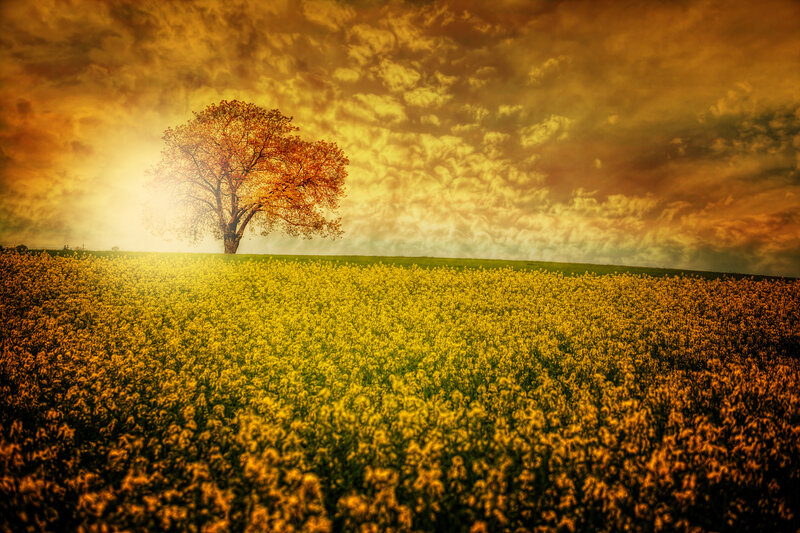 Solitary Tree in Field — Yellow, Dramatic, Sunset, Photograph, Sky