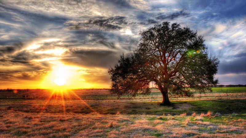 Solitary Tree in Field — Yellow, Dramatic, Sunset, Photograph, Sun, Clouds, Fence