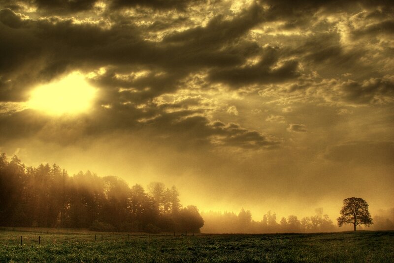 Solitary Tree in Field — Yellow, Dramatic, Sunset, Photograph, Sun, Clouds, Forest