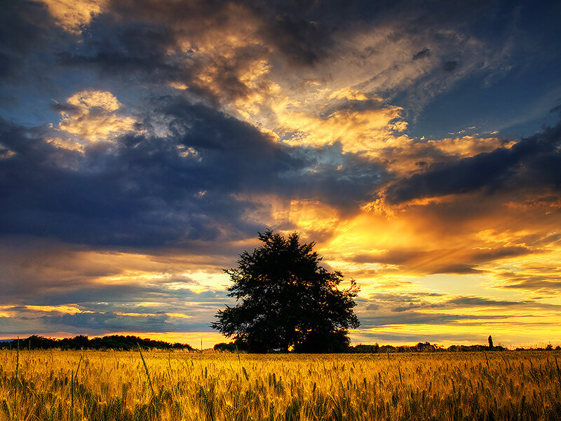 Solitary Tree in Field — Yellow, Dramatic, Sunset, Photograph