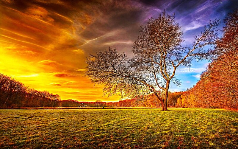 Solitary Tree in Field — Yellow, Dramatic, Sunset, Photograph, Trees