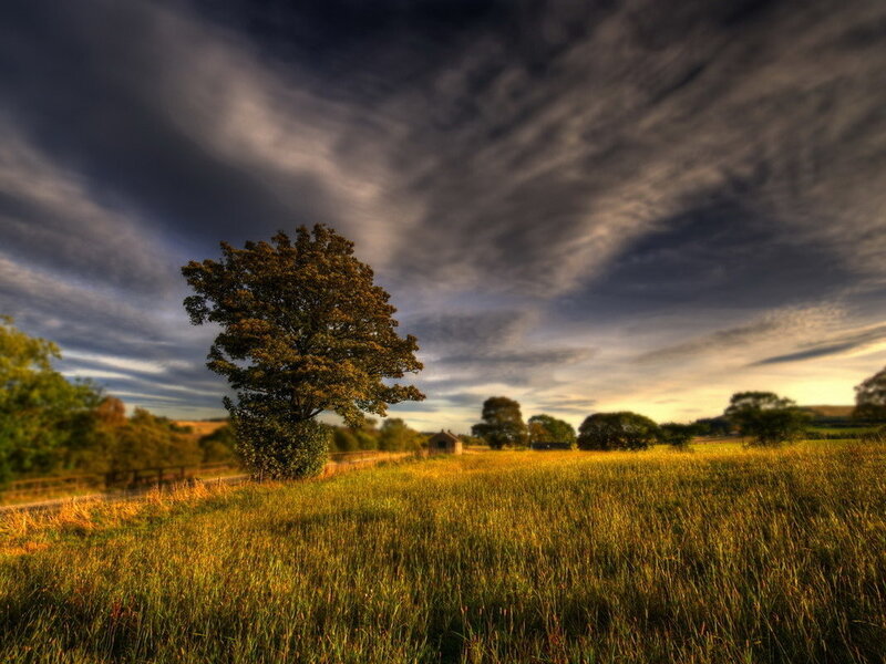 Solitary Tree in Field — Yellow, Dramatic