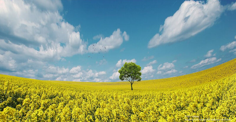 Solitary Tree in Field — Yellow, Serene, Afternoon, Photograph, Clouds, Birds