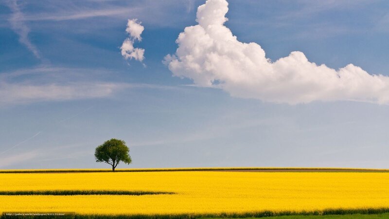 Solitary Tree in Field — Yellow, Serene, Afternoon, Photograph, Clouds, Sky, Blue