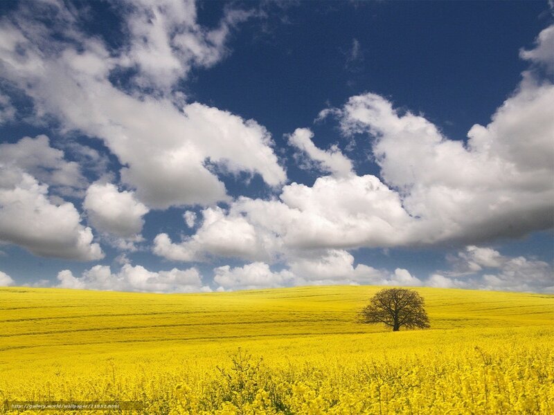 Solitary Tree in Field — Yellow, Serene, Afternoon, Photograph, Clouds