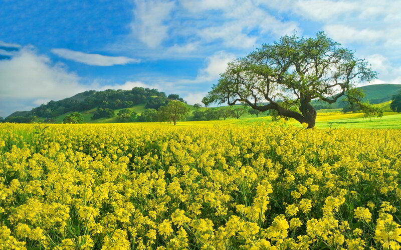 Solitary Tree in Field — Yellow, Serene, Afternoon, Photograph, Hill