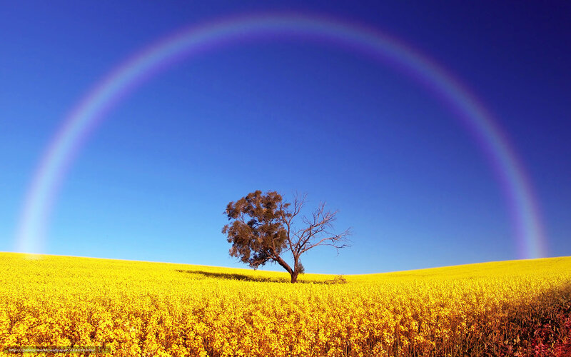 Solitary Tree in Field — Yellow, Serene, Afternoon, Photograph, Rainbow, Sky