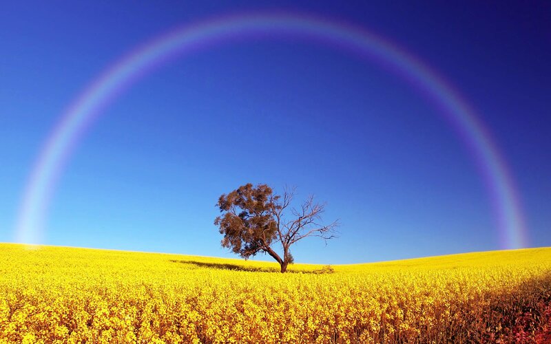 Solitary Tree in Field — Yellow, Serene, Afternoon, Photograph, Rainbow
