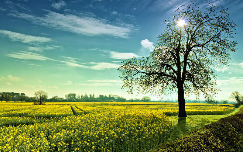 Solitary Tree in Field — Yellow, Serene, Afternoon, Photograph, Sky, Clouds