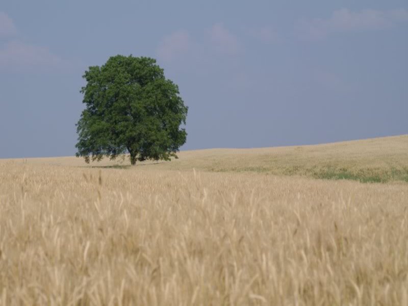 Solitary Tree in Field — Yellow, Serene, Afternoon, Photograph, Sky