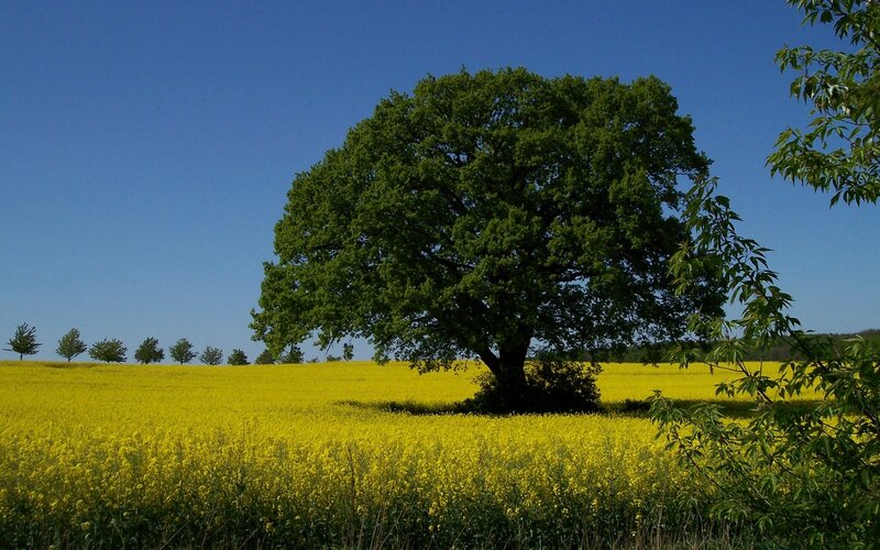 Solitary Tree in Field — Yellow, Serene, Afternoon, Photograph, Sky, Trees