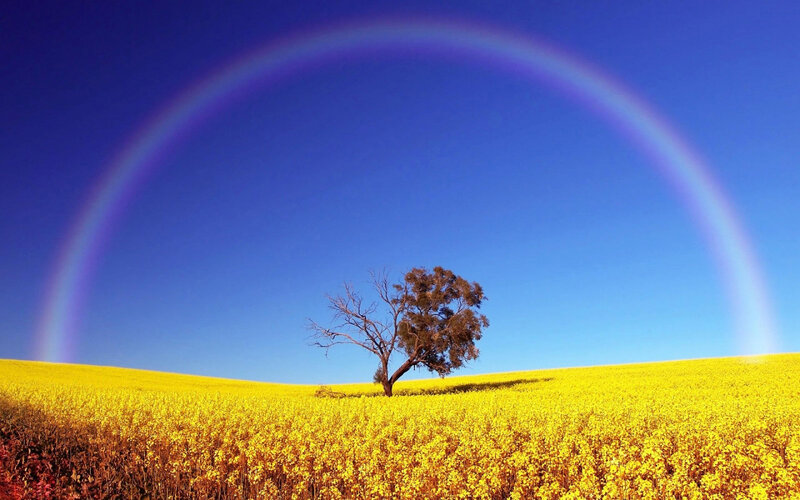 Solitary Tree in Field — Yellow, Serene, Afternoon, Photograph