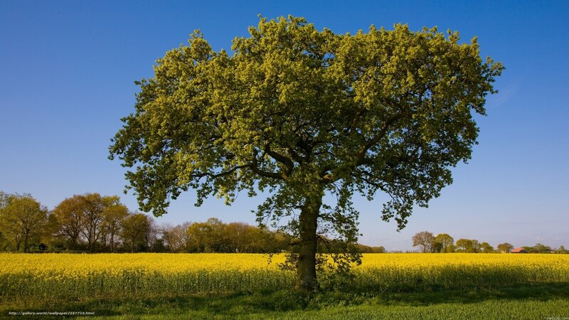 Solitary Tree in Field — Yellow, Serene, Afternoon, Photograph, Trees, Sky