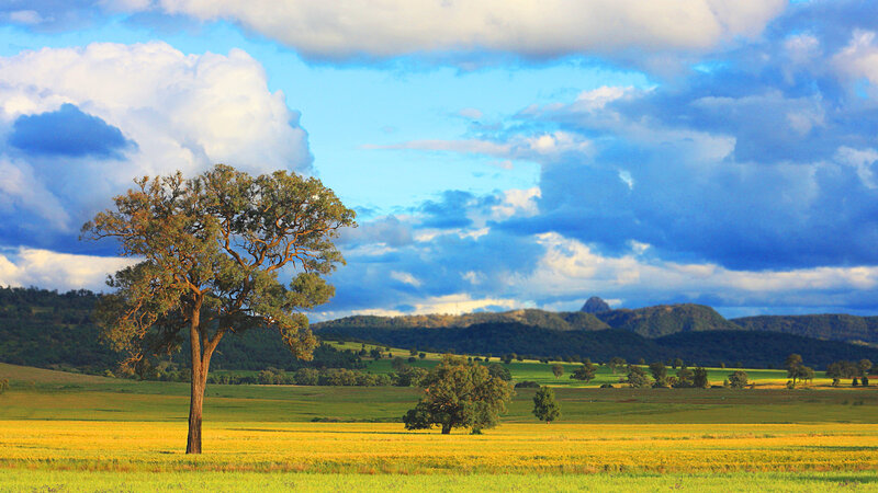 Solitary Tree in Field — Yellow, Serene, Afternoon, Photograph, Trees