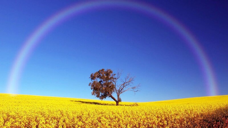 Solitary Tree in Field — Yellow, Serene, Afternoon