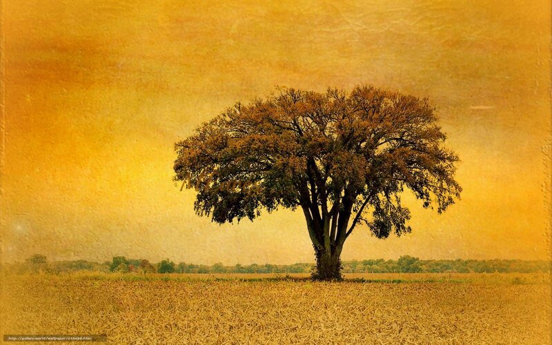 Solitary Tree in Field — Yellow, Serene, Autumn, Photograph, Sky