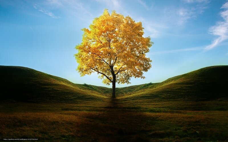 Solitary Tree in Field — Yellow, Serene, Autumn, Photograph