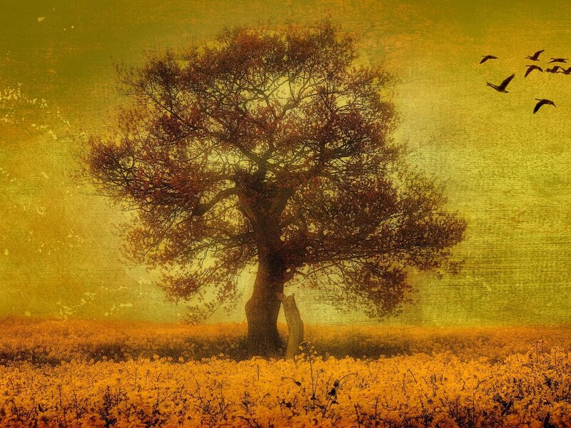 Solitary Tree in Field — Yellow, Serene, Autumn