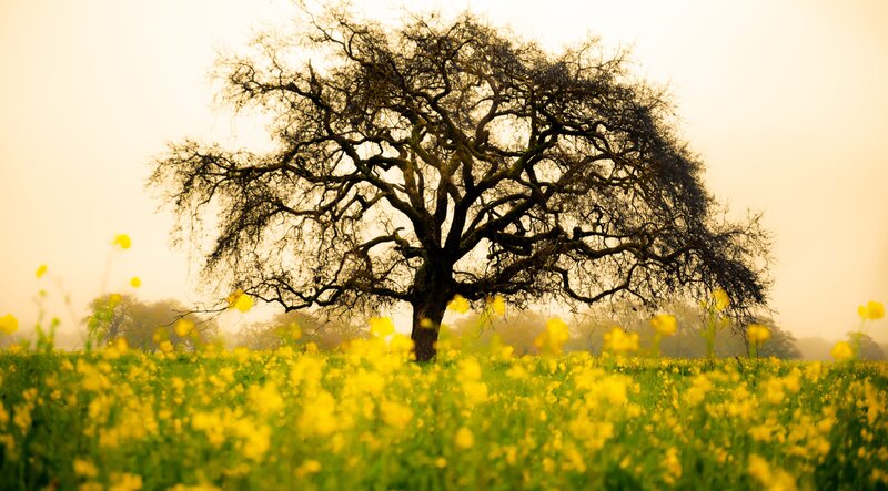 Solitary Tree in Field — Yellow, Serene, Morning, Photograph