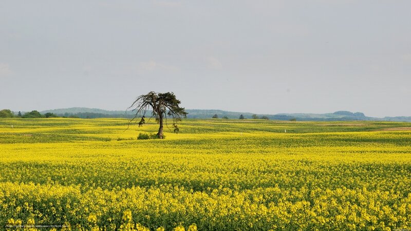 Solitary Tree in Field — Yellow, Serene, Spring, Photograph, Hills